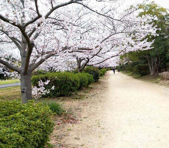 200405桜.jpg