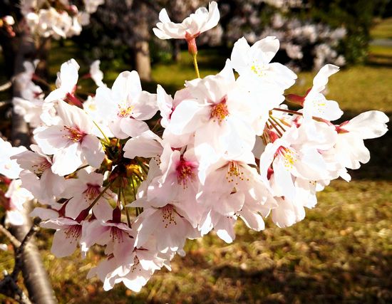 200406桜.jpg