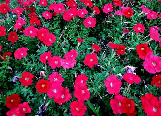 220820赤い花.jpg
