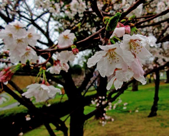 230326雨と桜.jpg