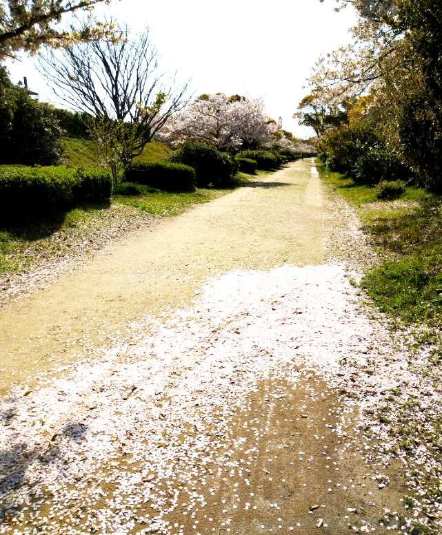240411桜の終わり.jpg