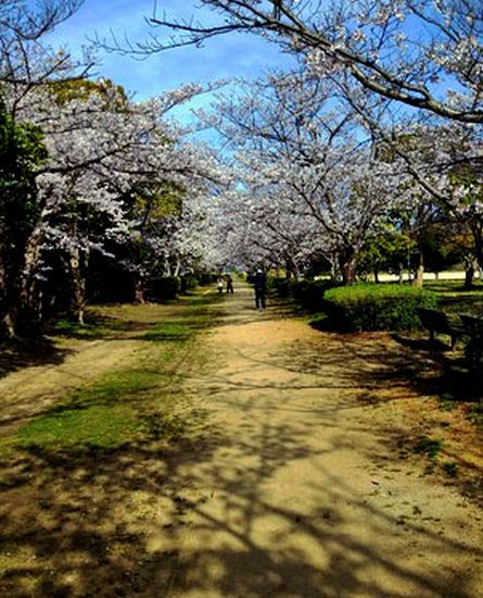 桜のトンネル形成.jpg